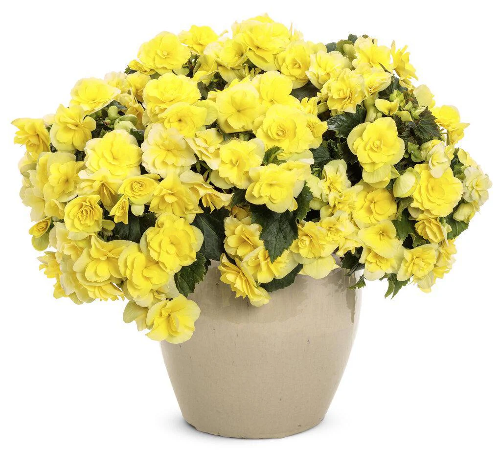 Solenia® Yellow Rieger Begonia | Proven Winners® - Image 3
