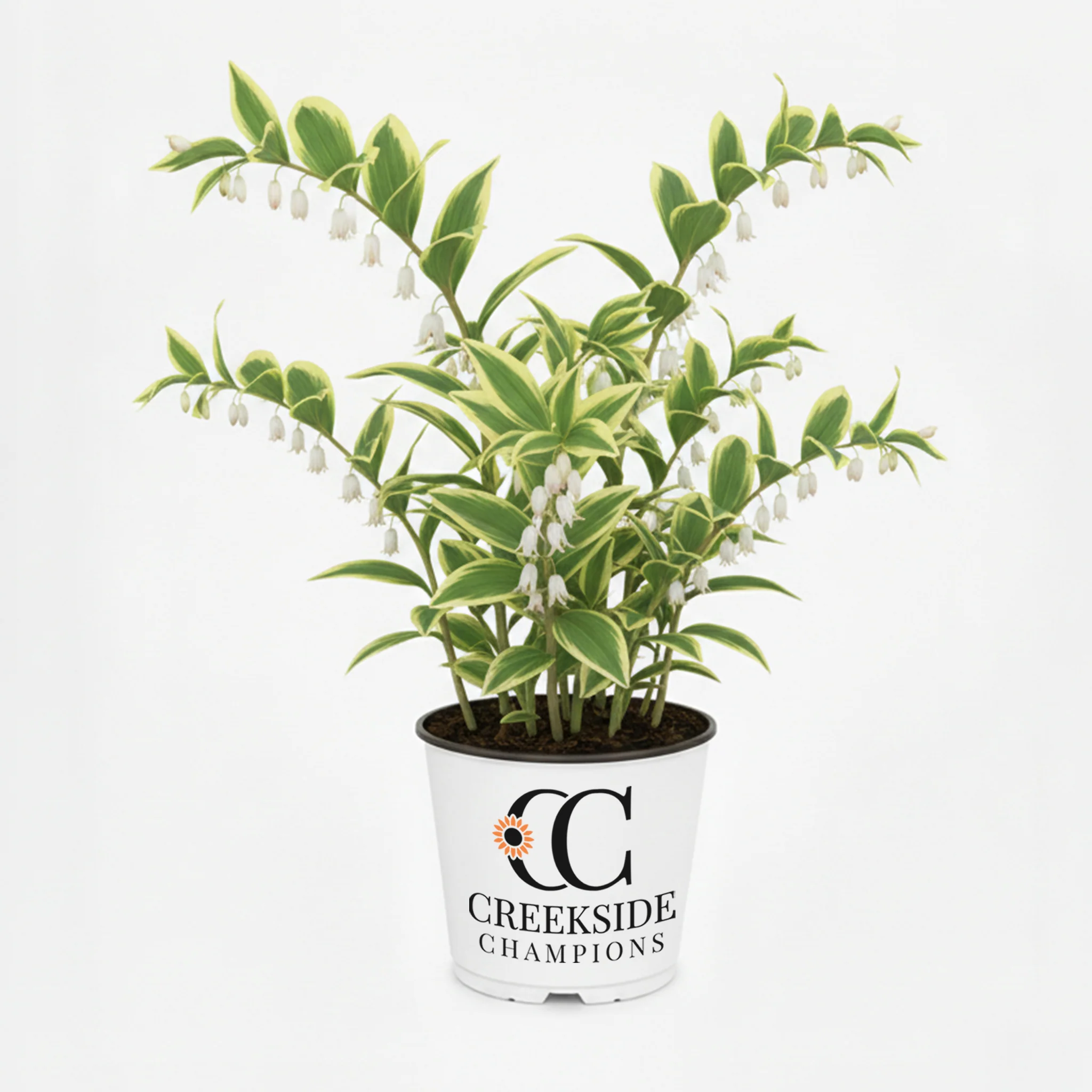 Soloman's Seal | Creekside Champions™