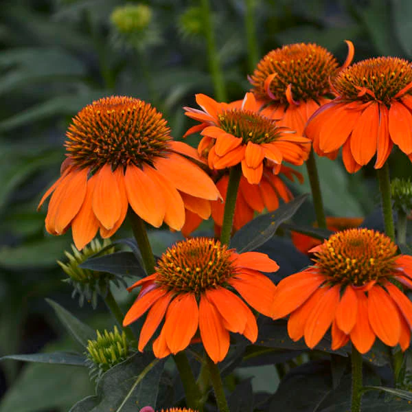 SOMBRERO® 'Adobe Orange' Echinacea | Creekside Champions™ - Image 3