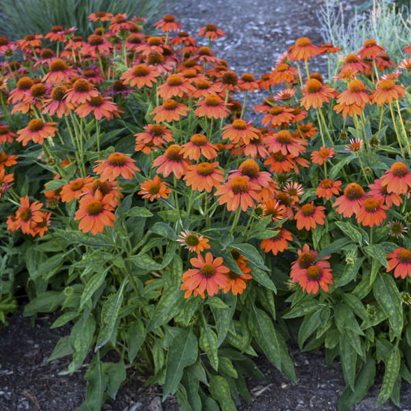 SOMBRERO® 'Adobe Orange' Echinacea | Creekside Champions™ - Image 4