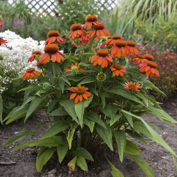 SOMBRERO® 'Adobe Orange' Echinacea | Creekside Champions™ - Image 5
