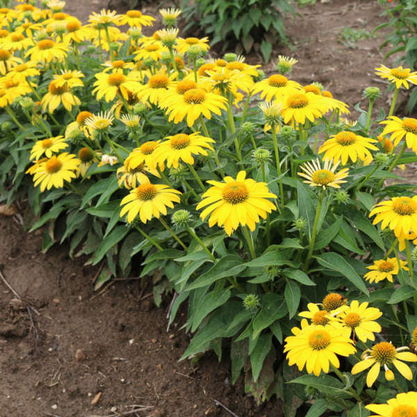SOMBRERO® 'Lemon Yellow Improved' Echinacea | Creekside Champions™ - Image 3