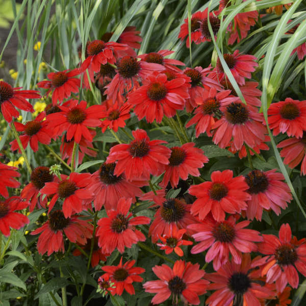 SOMBRERO® 'Salsa Red' Echinacea | Creekside Champions™ - Image 3