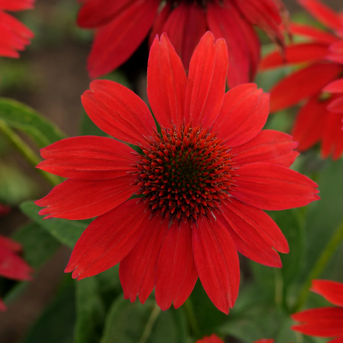 SOMBRERO® 'Salsa Red' Echinacea | Creekside Champions™ - Image 4