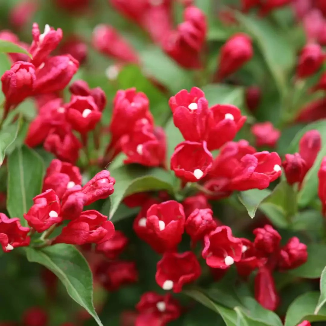 Sonic Bloom® Red Weigela - Image 2