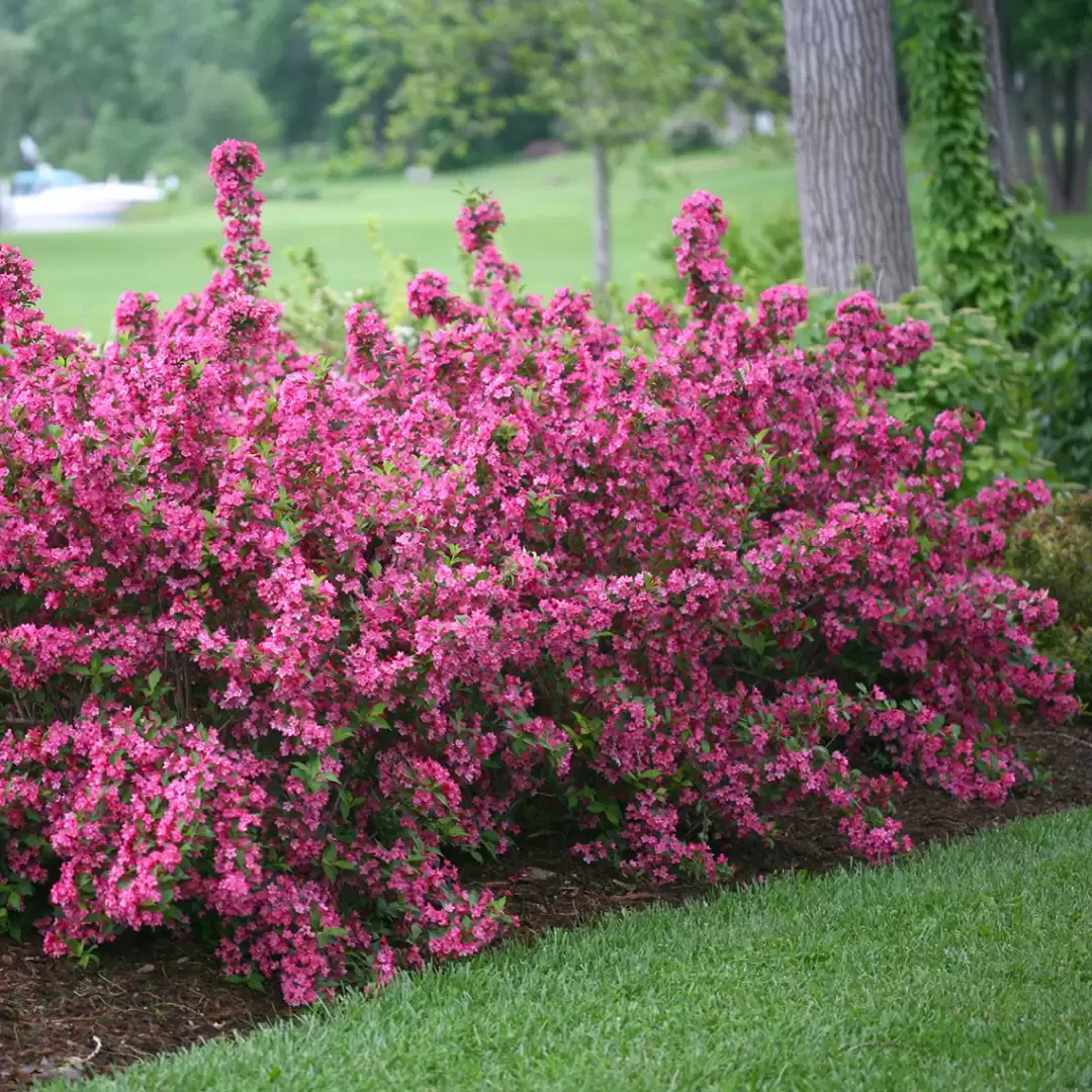 Sonic Bloom® Pink Weigela