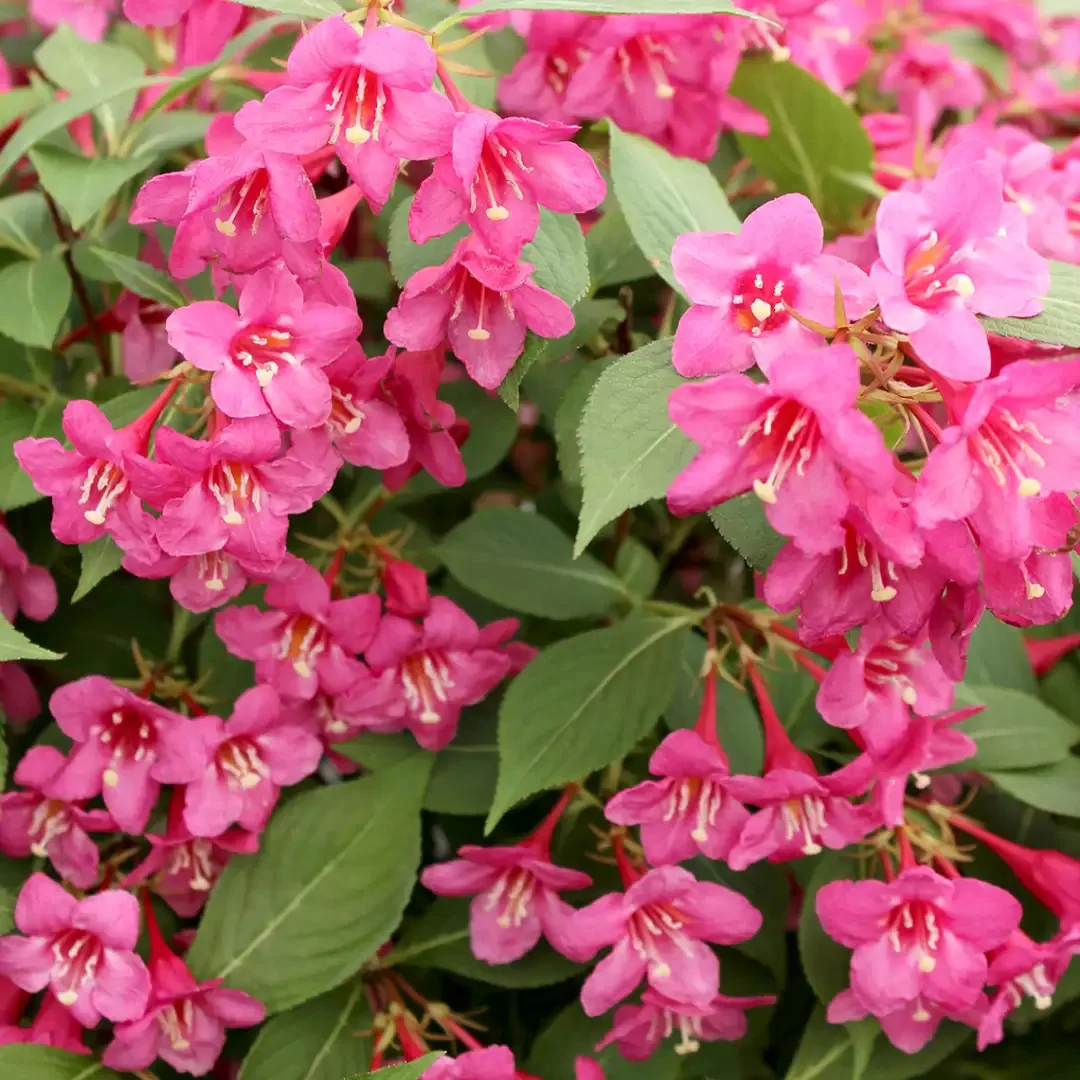 Sonic Bloom® Pink Weigela - Image 2