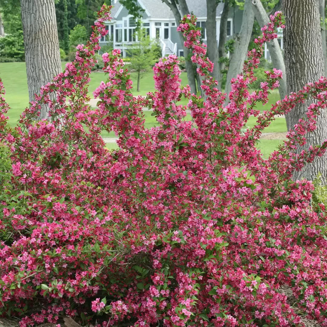 Sonic Bloom® Pink Weigela - Image 3