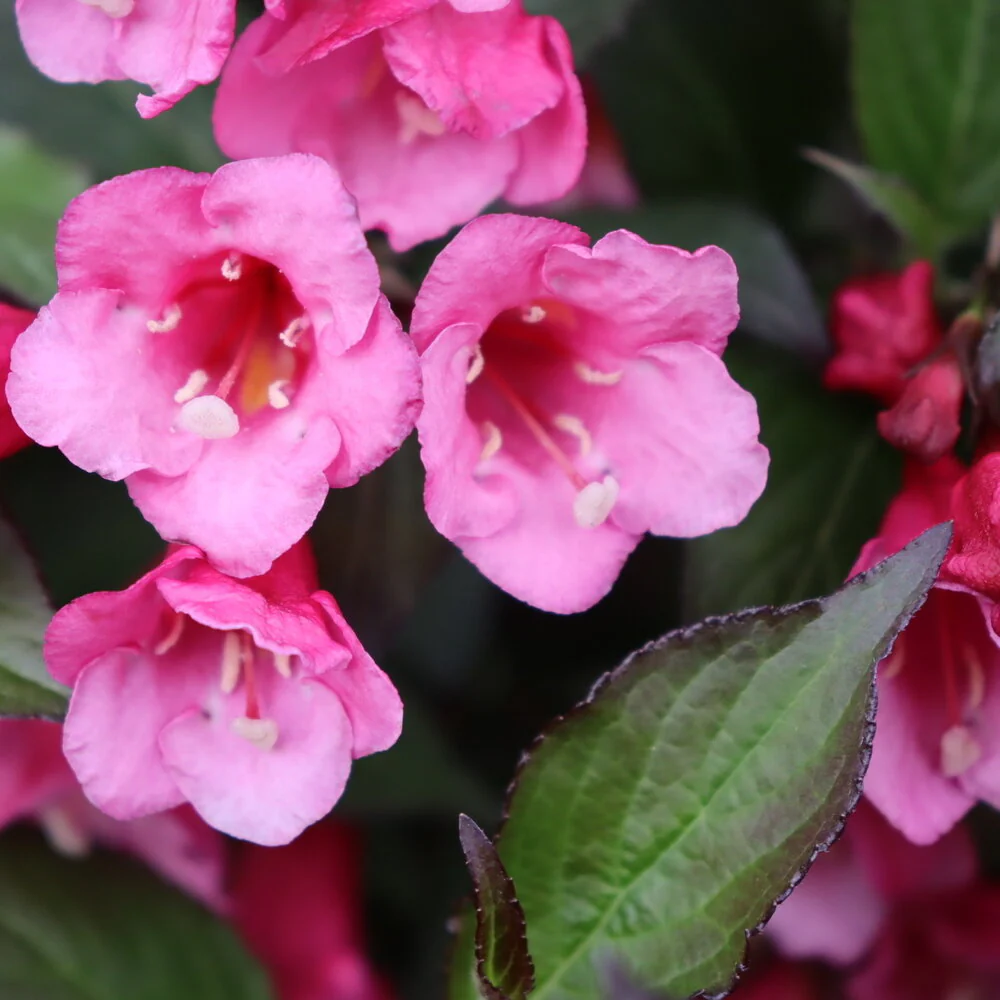 Sonic Bloom® Wine Weigela