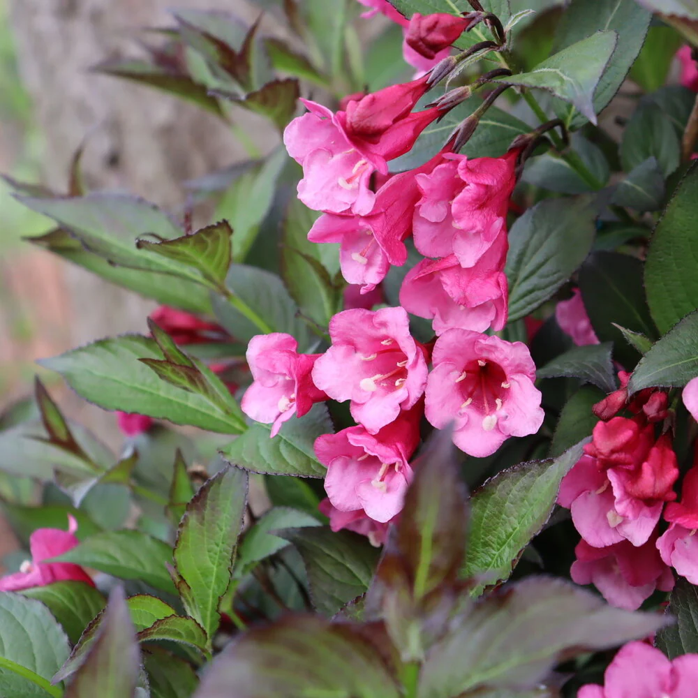 Sonic Bloom® Wine Weigela - Image 2