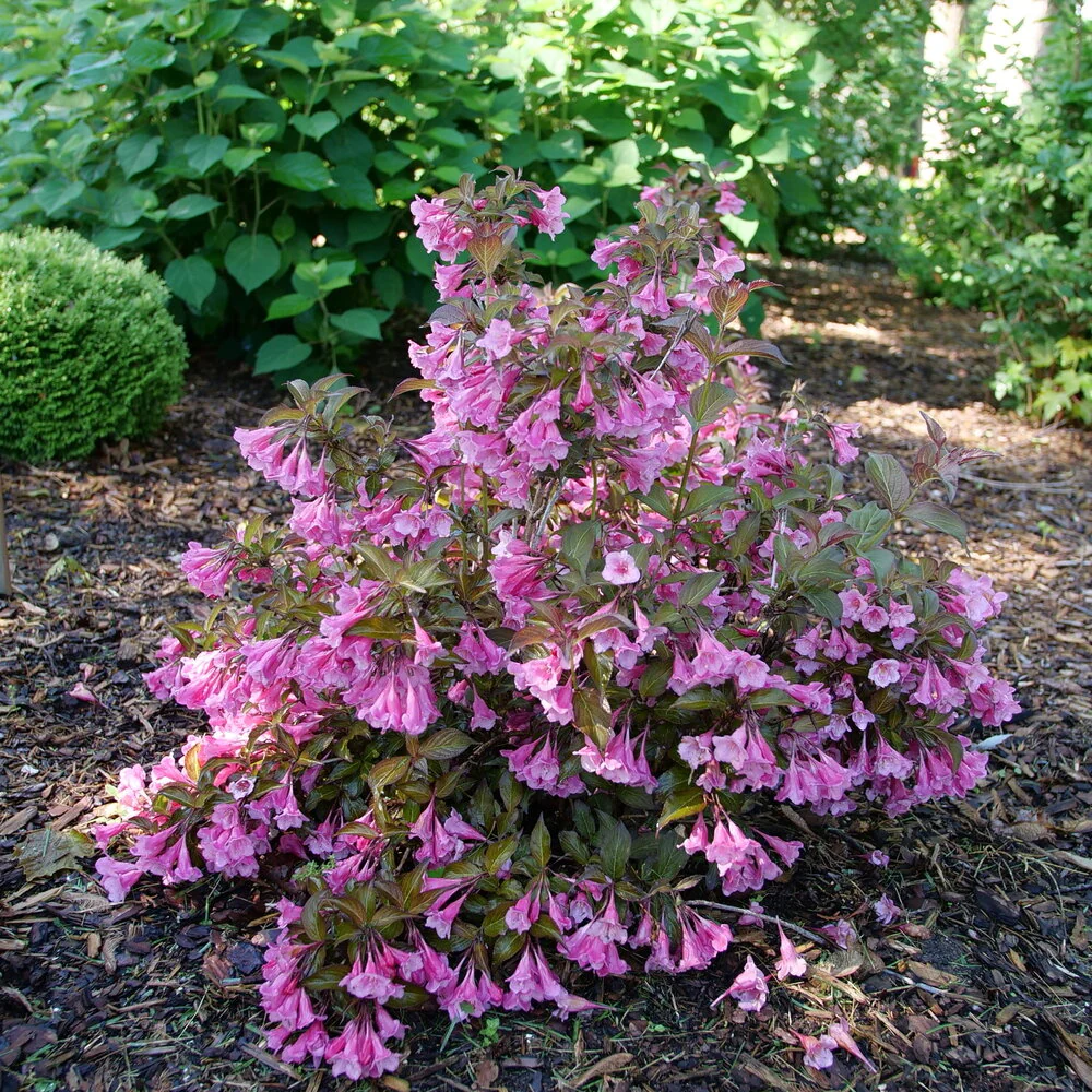 Sonic Bloom® Wine Weigela - Image 3