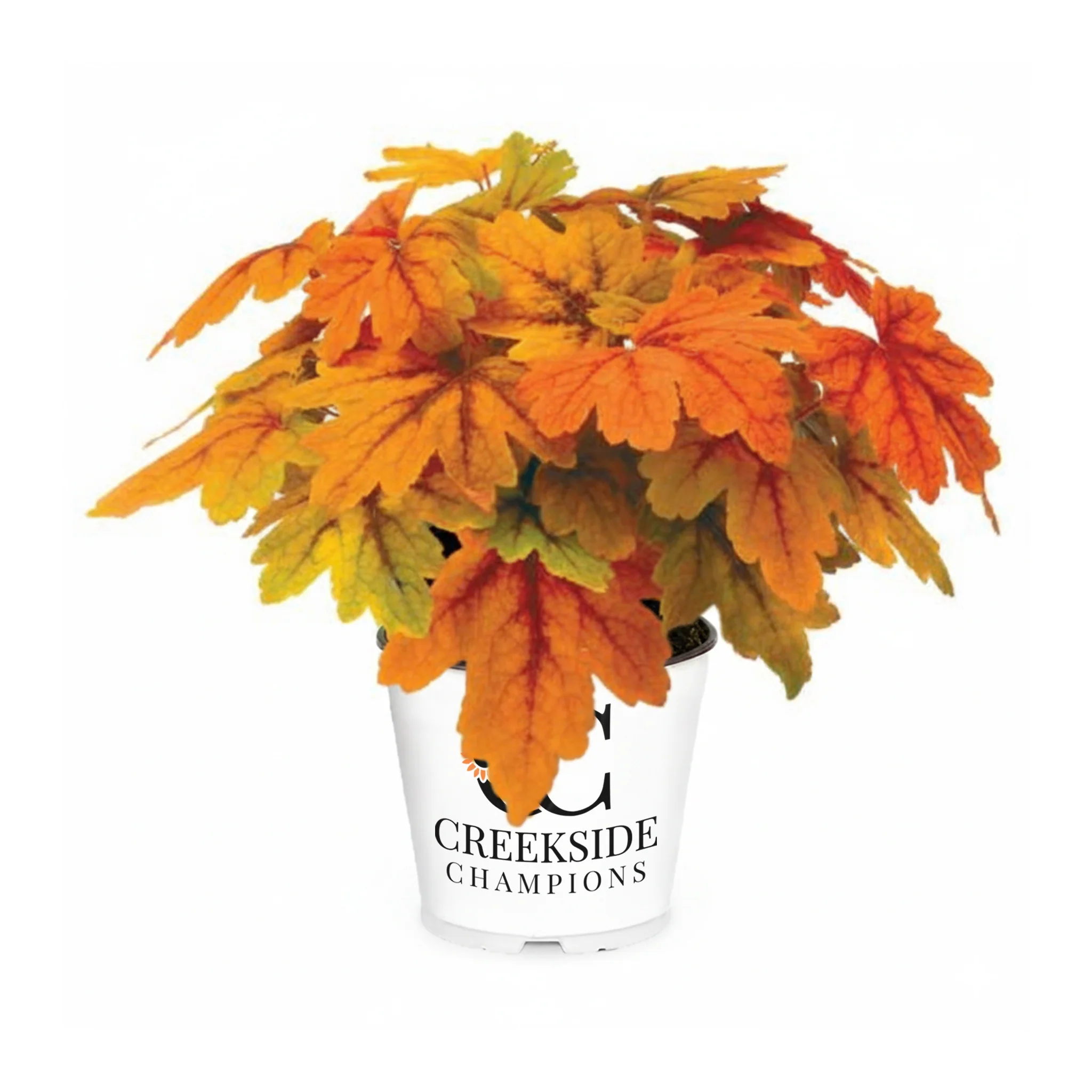 Southern Comfort' Heuchera | Creekside Champions™