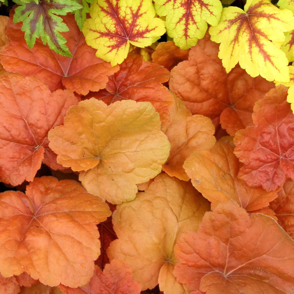 Southern Comfort' Heuchera | Creekside Champions™ - Image 2