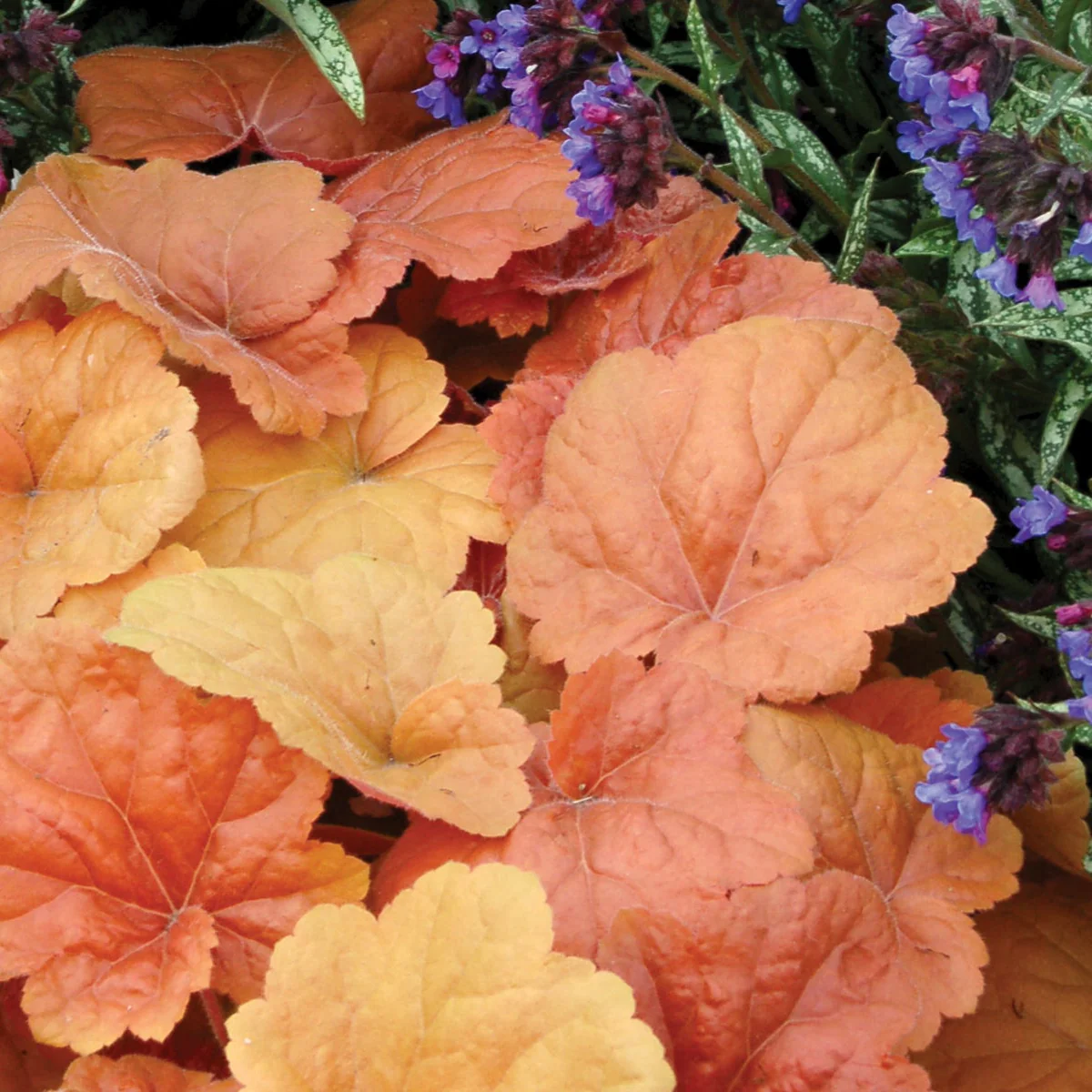 Southern Comfort' Heuchera | Creekside Champions™ - Image 3