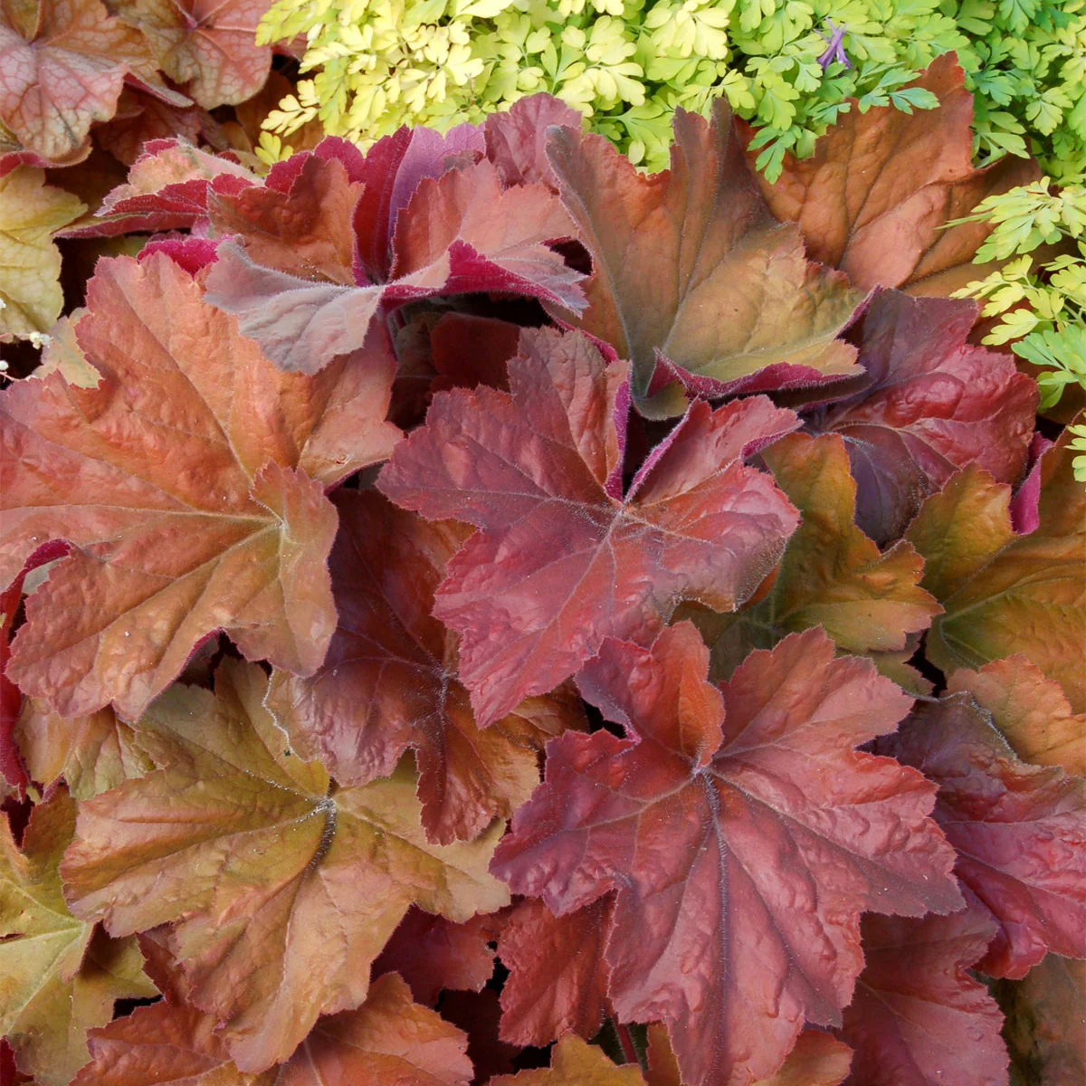Southern Comfort' Heuchera | Creekside Champions™ - Image 4
