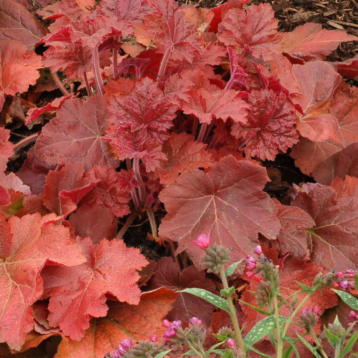 Southern Comfort' Heuchera | Creekside Champions™ - Image 5