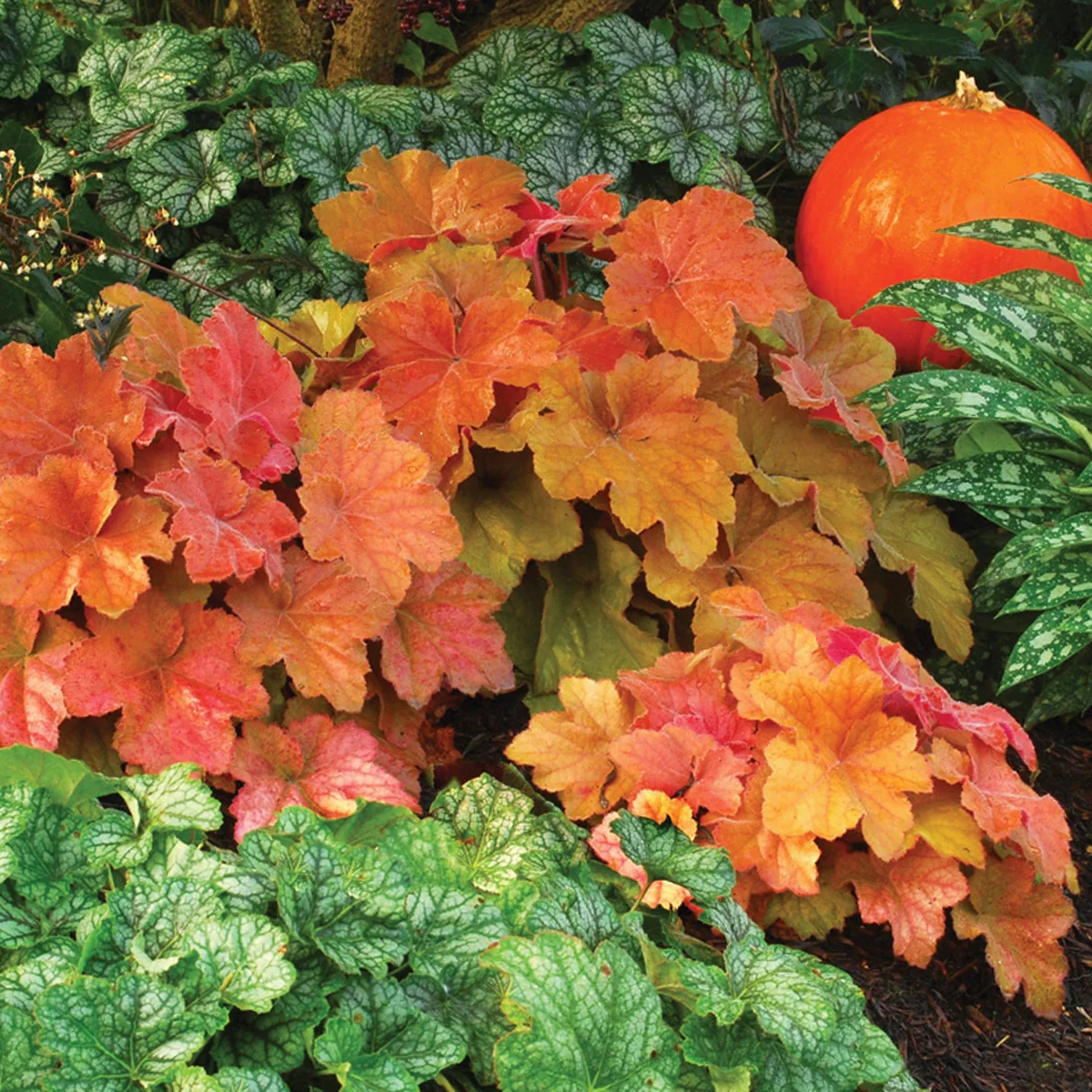 Southern Comfort' Heuchera | Creekside Champions™ - Image 6