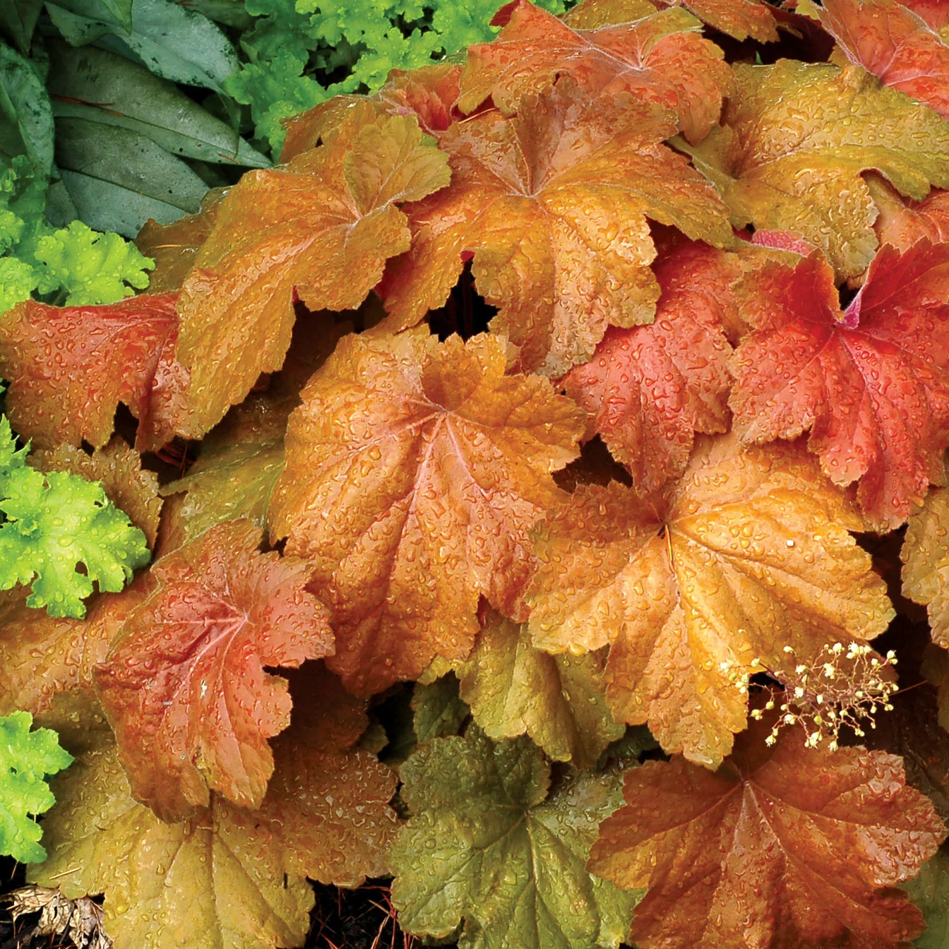 Southern Comfort' Heuchera | Creekside Champions™ - Image 7
