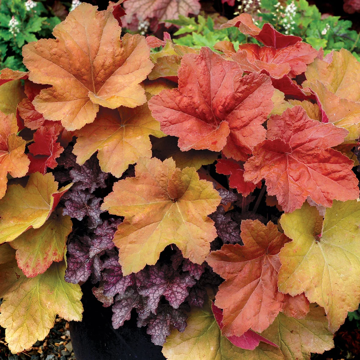 Southern Comfort' Heuchera | Creekside Champions™ - Image 8