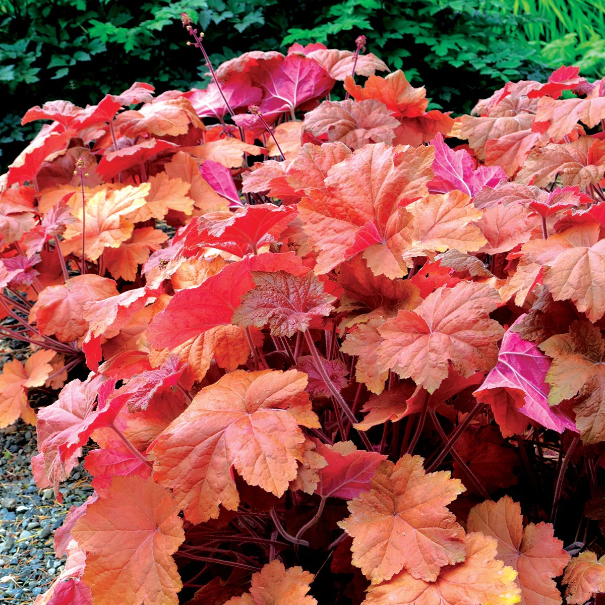 Southern Comfort' Heuchera | Creekside Champions™ - Image 9