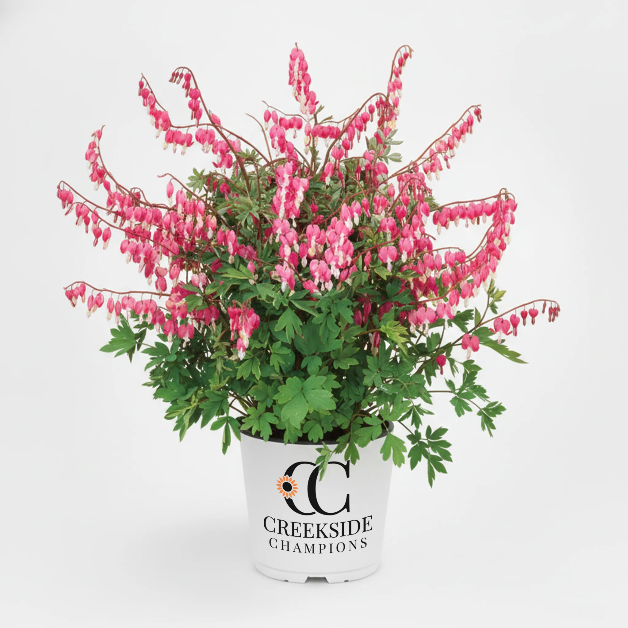 Spectabilis' Dicentra | Creekside Champions™