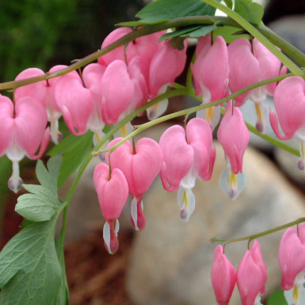 Spectabilis' Dicentra | Creekside Champions™ - Image 2