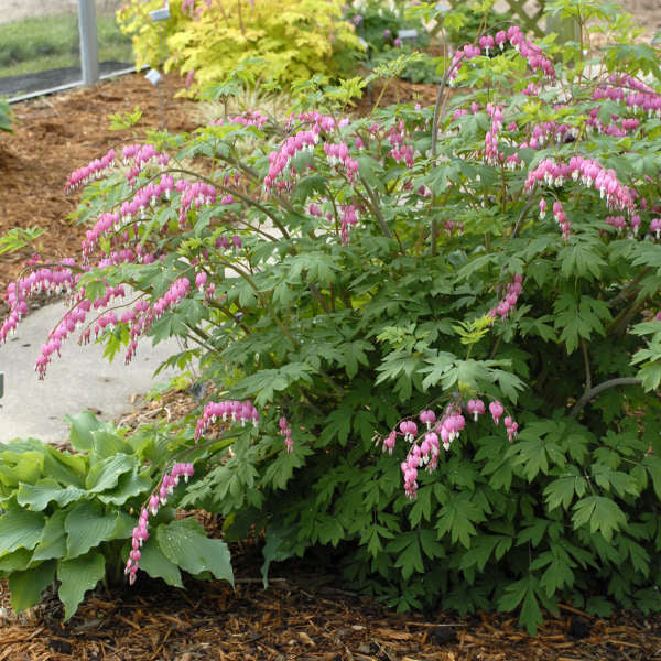 Spectabilis' Dicentra | Creekside Champions™ - Image 3