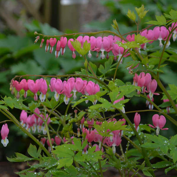 Spectabilis' Dicentra | Creekside Champions™ - Image 4