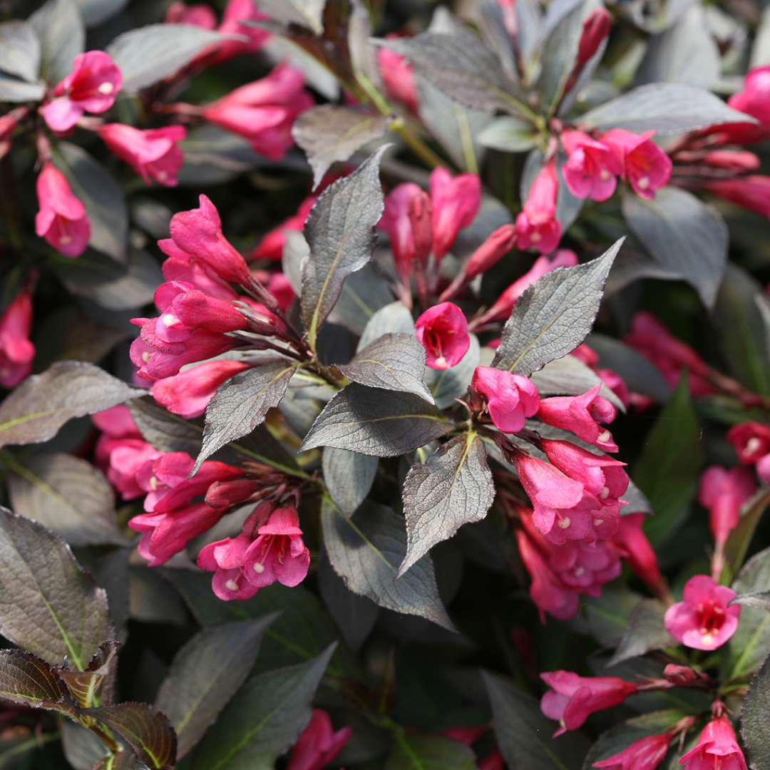 SPILLED WINE® Weigela