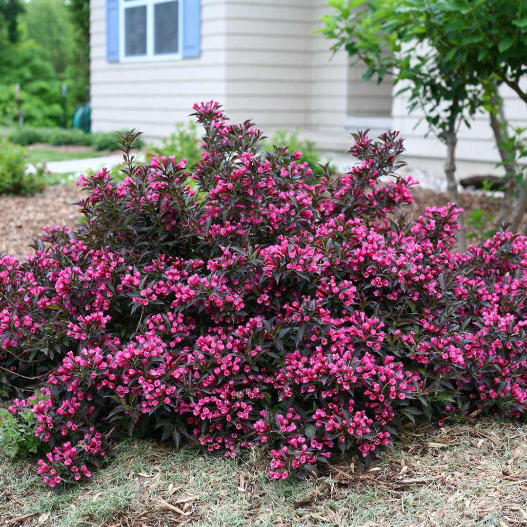 SPILLED WINE® Weigela - Image 2