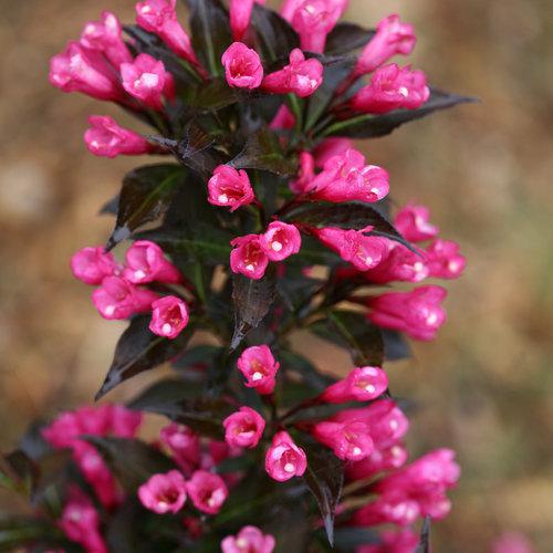 SPILLED WINE® Weigela - Image 3