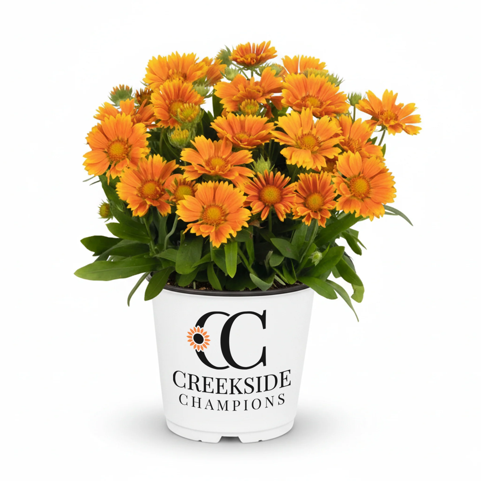 Spintop™ Mango Gaillardia | Creekside Champions™