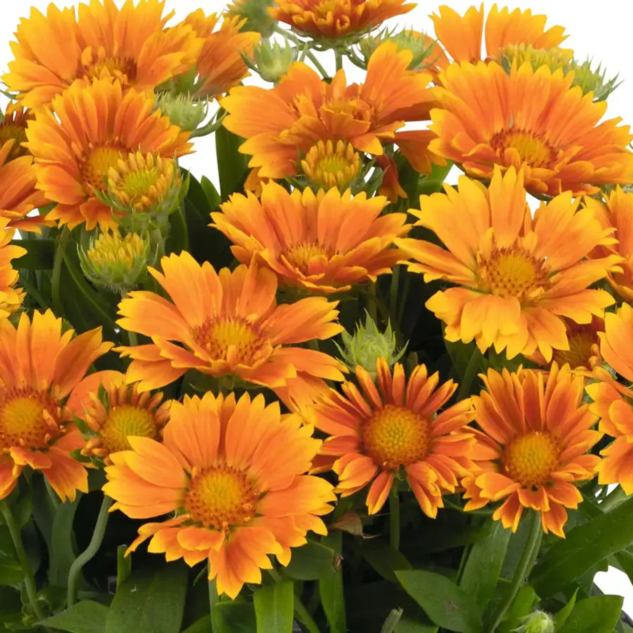 Spintop™ Mango Gaillardia | Creekside Champions™ - Image 2
