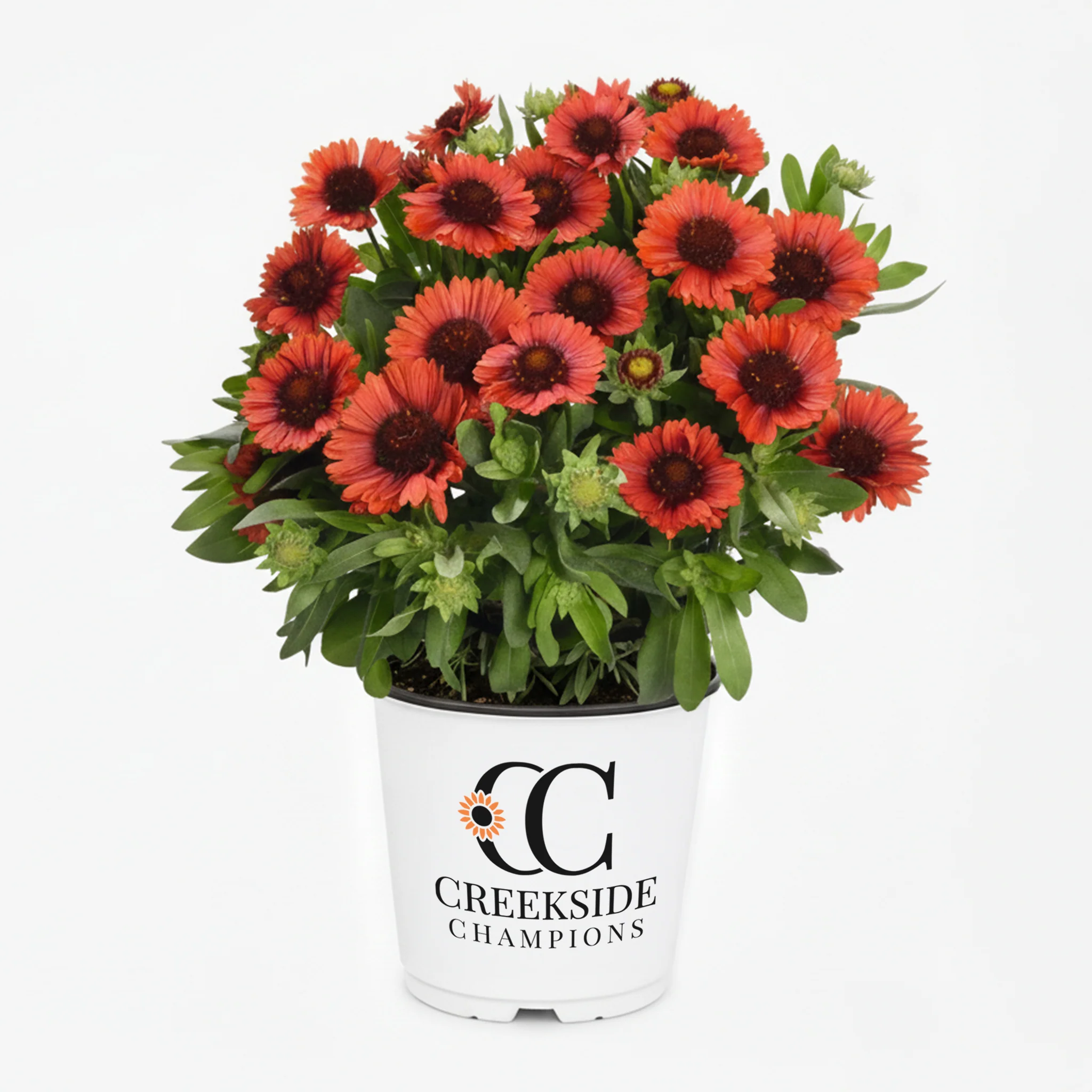 Spintop™ Red Gaillardia | Creekside Champions™
