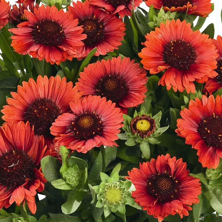 Spintop™ Red Gaillardia | Creekside Champions™ - Image 2