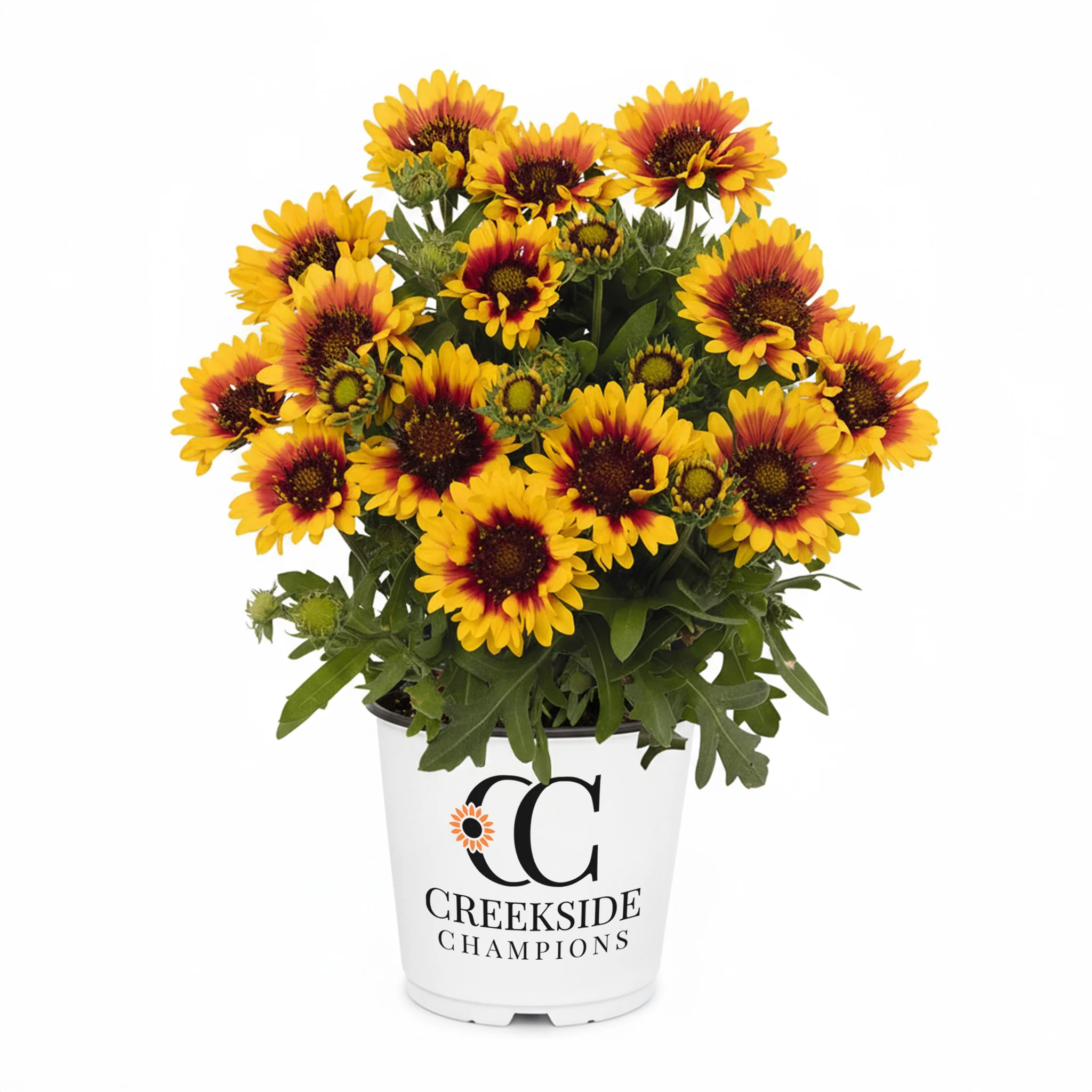 Spintop™ Red Starburst Gaillardia | Creekside Champions™