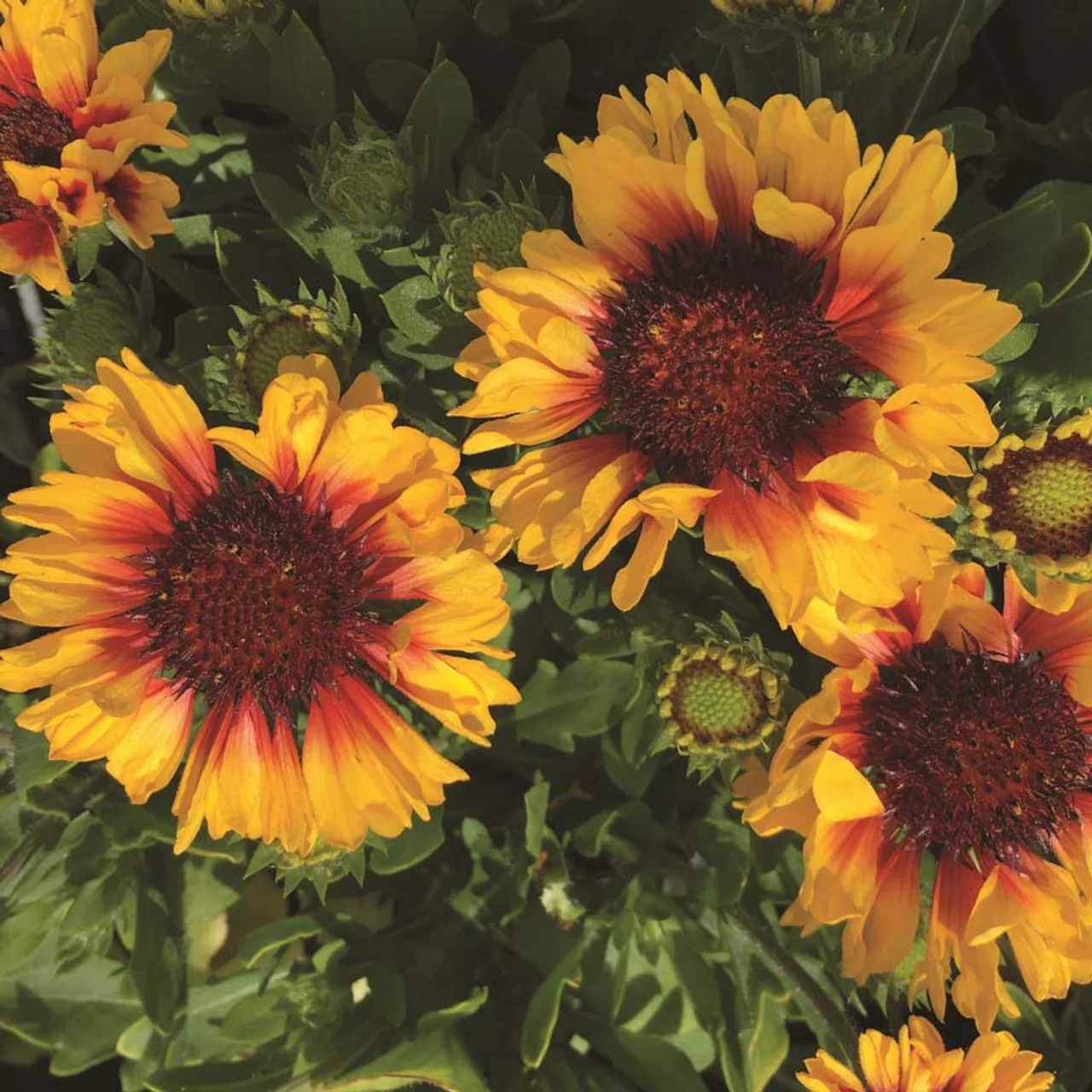 Spintop™ Red Starburst Gaillardia | Creekside Champions™ - Image 2