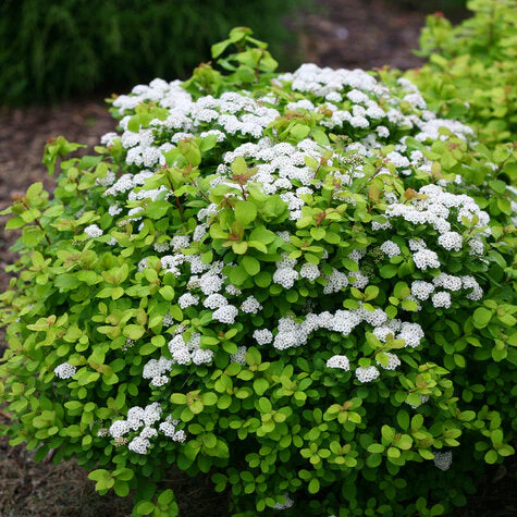 GLOW GIRL® Spirea | Proven Winners®