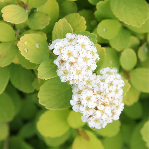 GLOW GIRL® Spirea | Proven Winners® - Image 2