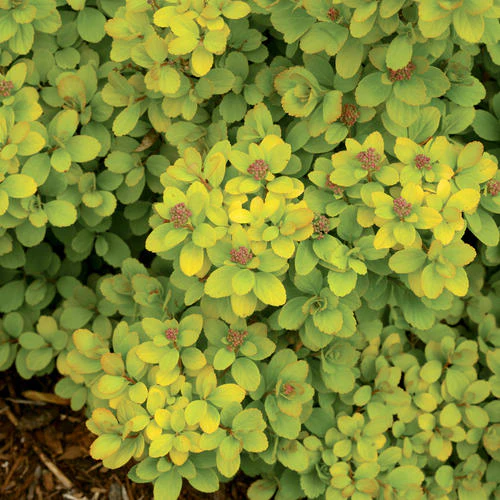 GLOW GIRL® Spirea | Proven Winners® - Image 3
