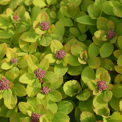 GLOW GIRL® Spirea | Proven Winners® - Image 4