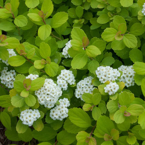 GLOW GIRL® Spirea | Proven Winners® - Image 5