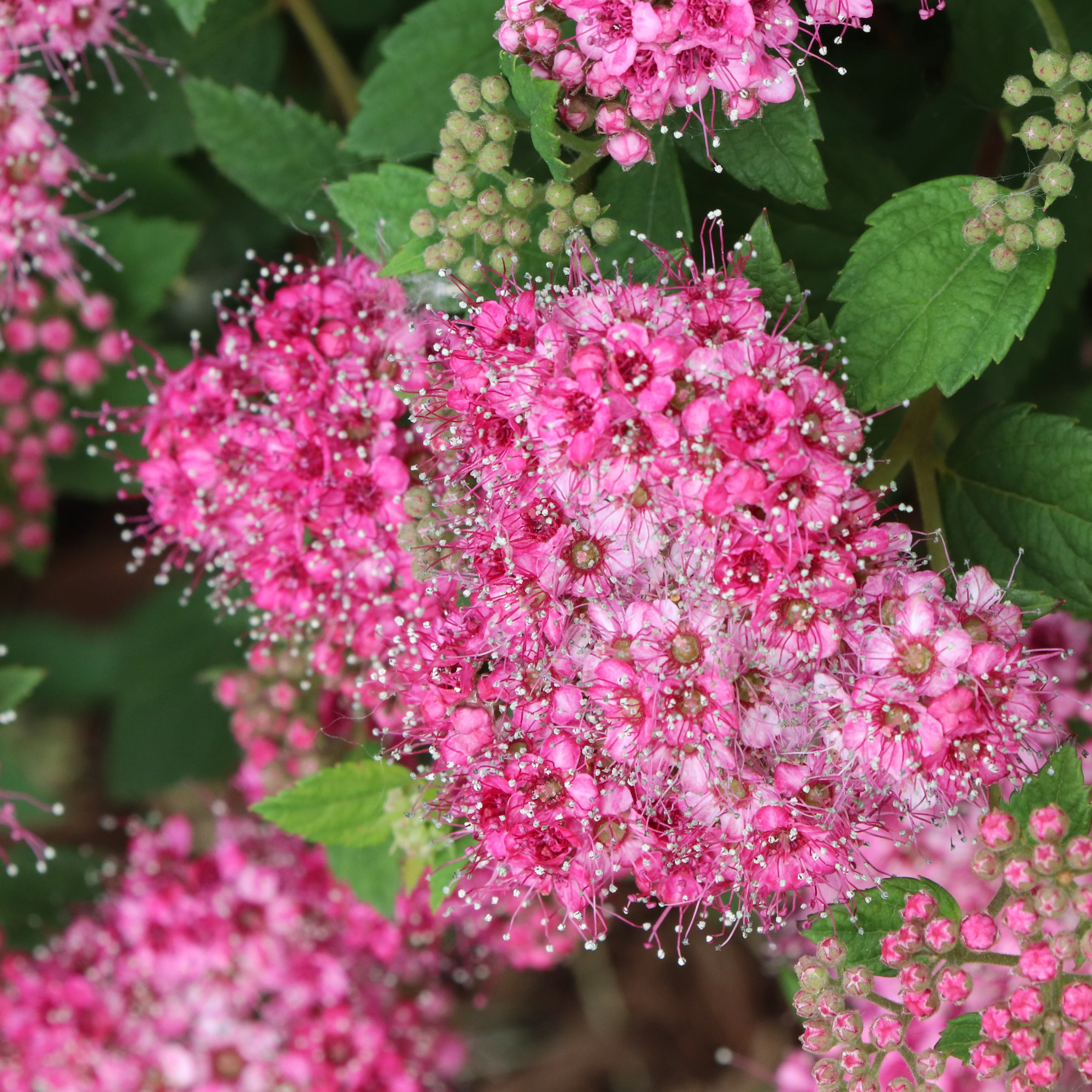 DOUBLE PLAY® PRINCESS™ Spiraea | Proven Winners® - Image 3