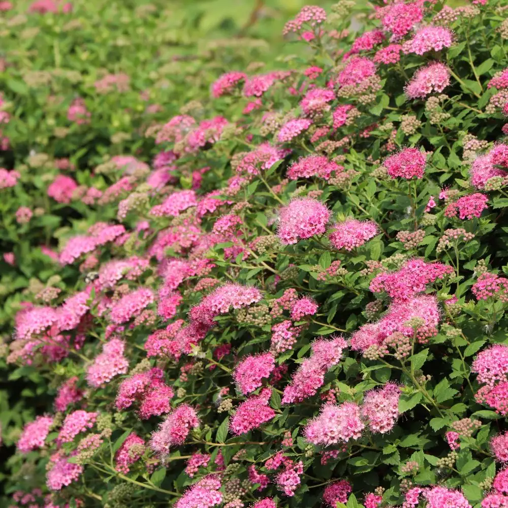 DOUBLE PLAY® PRINCESS™ Spiraea | Proven Winners® - Image 4