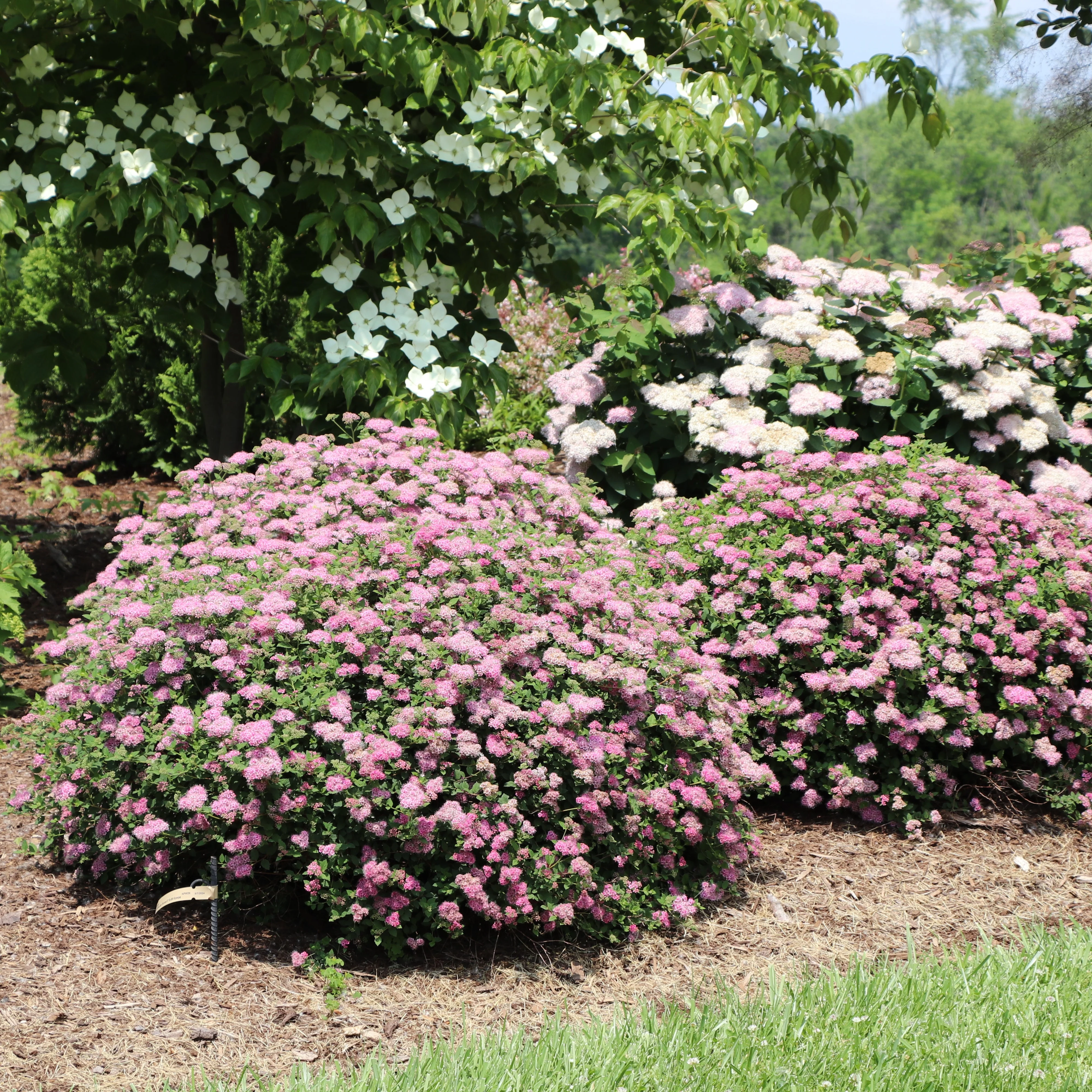 DOUBLE PLAY® PRINCESS™ Spiraea | Proven Winners® - Image 5