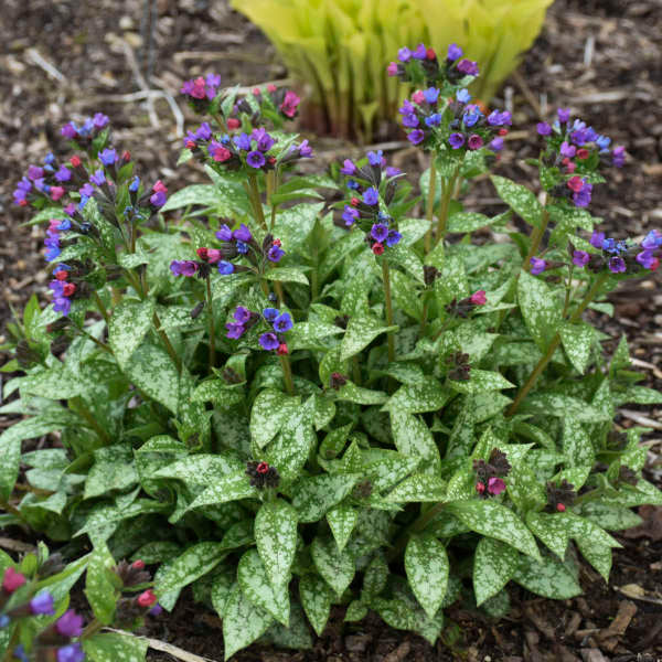 Pulmonaria 'Spot On' - Image 2