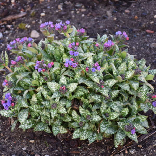 Pulmonaria 'Spot On' - Image 3