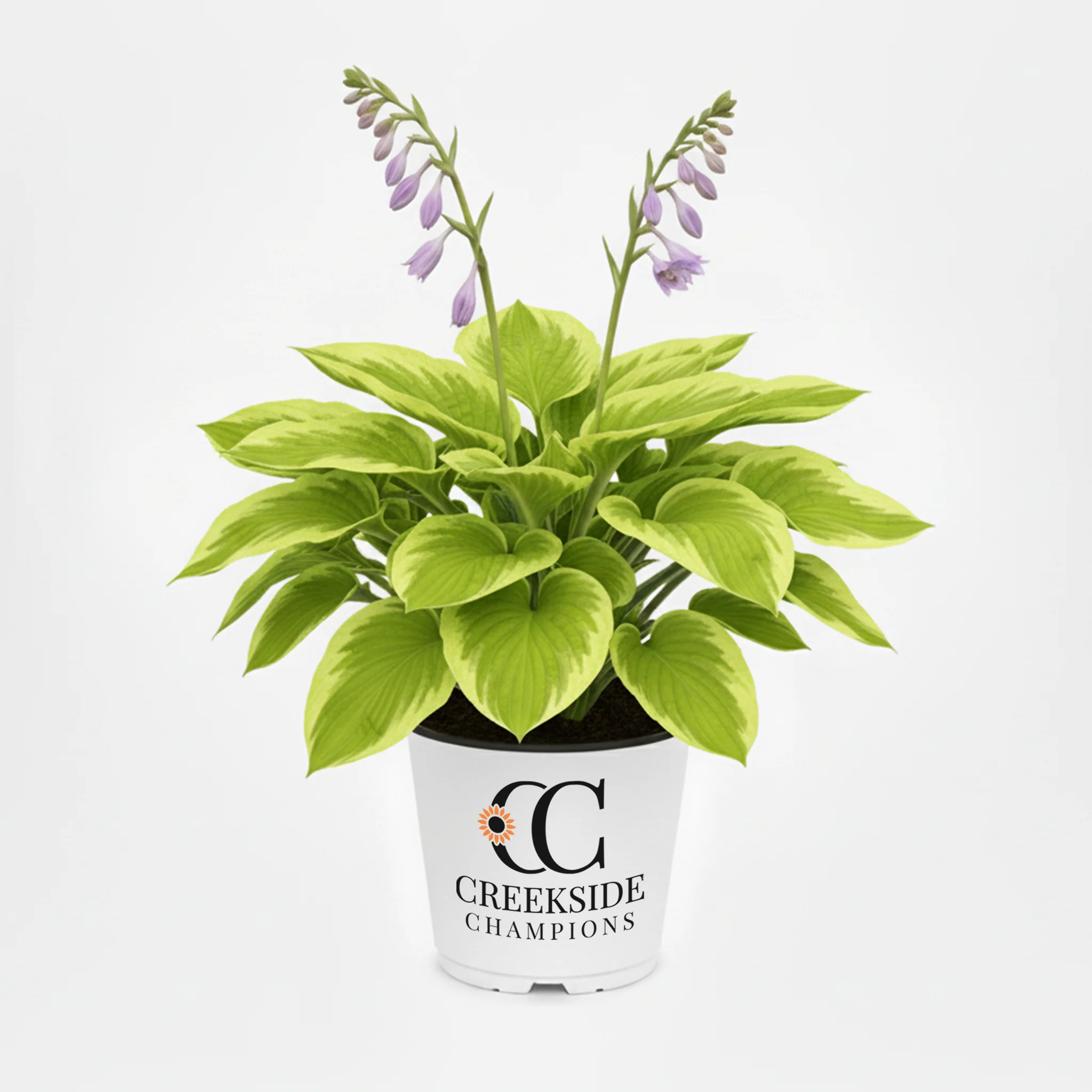 Stained Glass' Hosta | Creekside Champions™