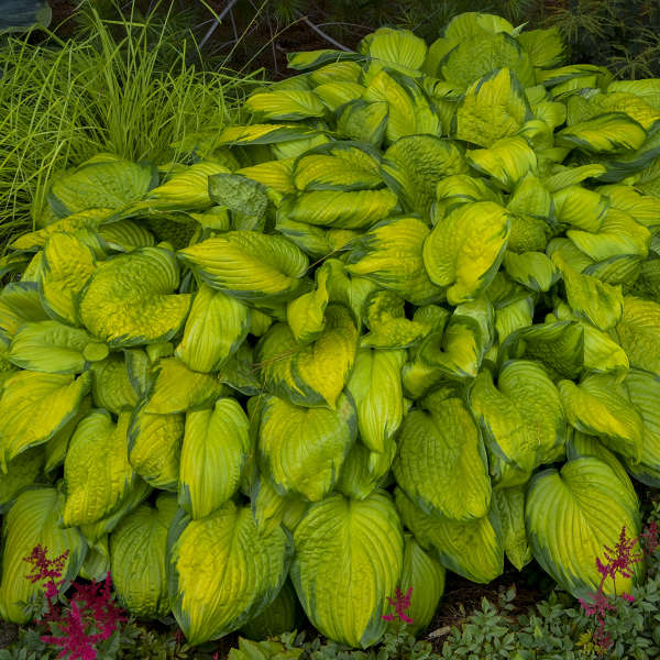 Stained Glass' Hosta | Creekside Champions™ - Image 2