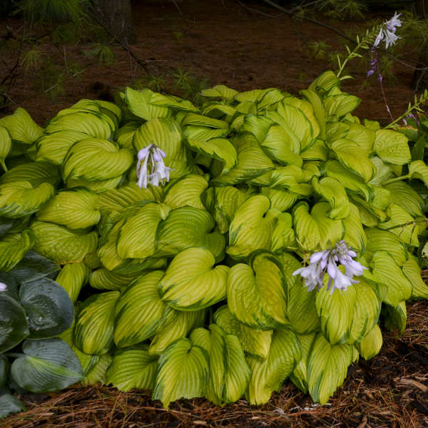 Stained Glass' Hosta | Creekside Champions™ - Image 3